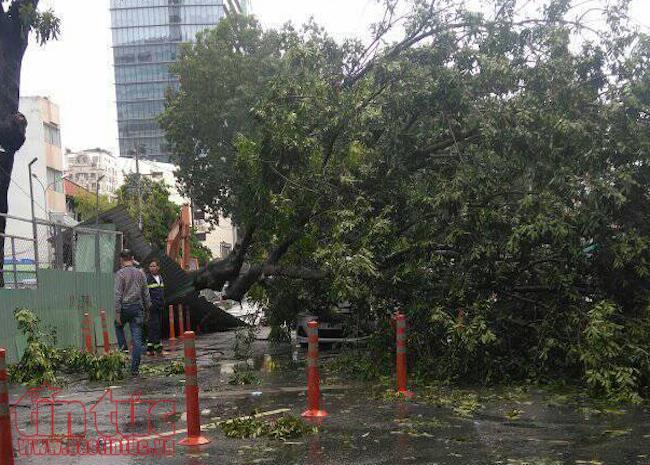 Cây đổ đè ô tô bẹp dúm trong cơn mưa lớn, một người bị thương ảnh 1